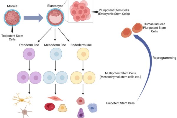 What Prospects Does Stem Cell Treatment for SMA Have?