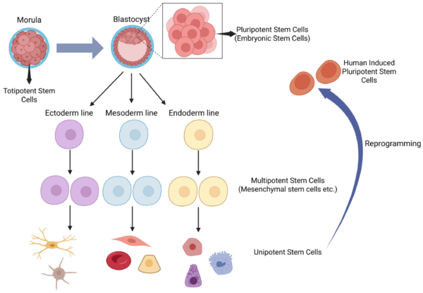 What Prospects Does Stem Cell Treatment for SMA Have?